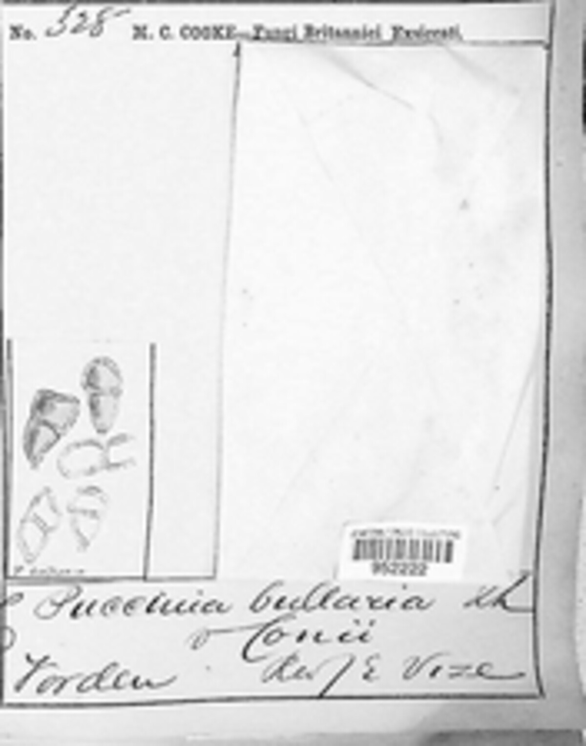 Puccinia bullaria image